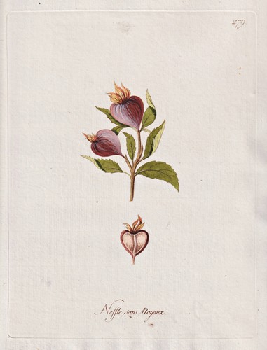 Mispel medlar dörrlitze - mispel,