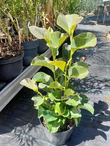 Magnolie romuald flower - "romuald"®, (flower