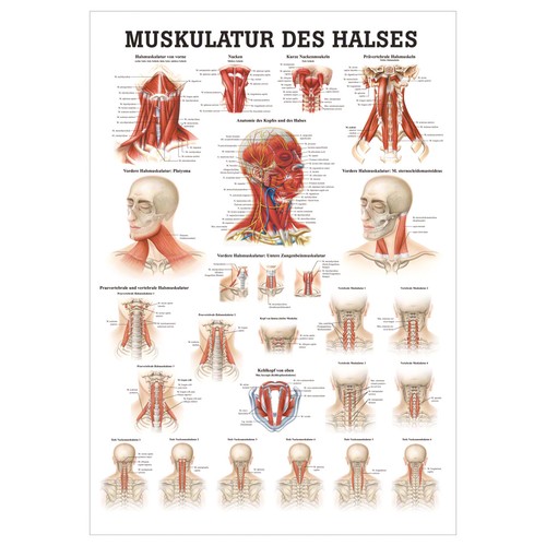 Muskulatur des halses - muskulatur,