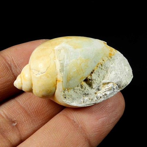Natürliche schnecke fossil - schnecke,