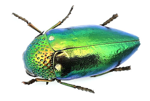 Buprestidae sternocera - buprestidae,,