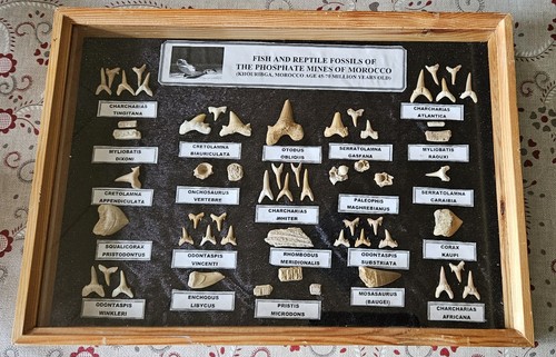 Xxl fossil und zähnesammlung - xxl,
