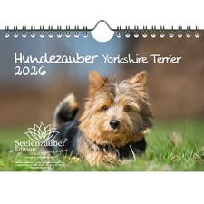 Hundezauber Yorkshire Terrier
