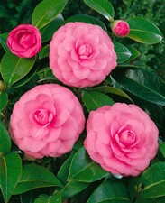 Camellia japonica 'Mrs Tingley', Kamelie, hellrosa, 40–60 cm