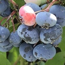 Bluecrop - Kulturheidelbeere