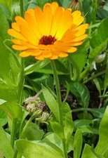 Pflanzen ringelblume - 10,