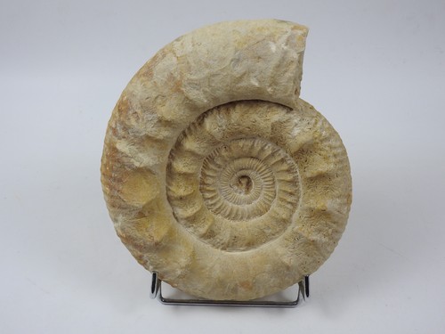 Xxl ammonit fossil - ammonit,