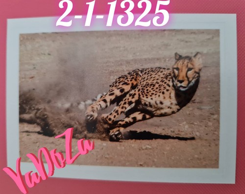 Abenteuer tierwelt gepard - tierwelt,