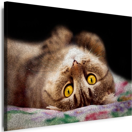 Bilder leinwand katzen tiere - bilder,