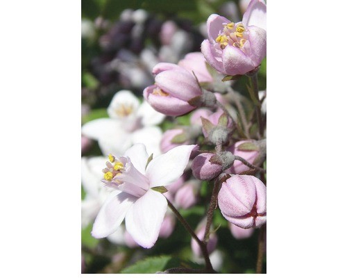 Rosendeutzie floraself deutzia - rosendeutzie,