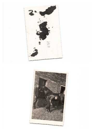 Pferd - (n7266a169),