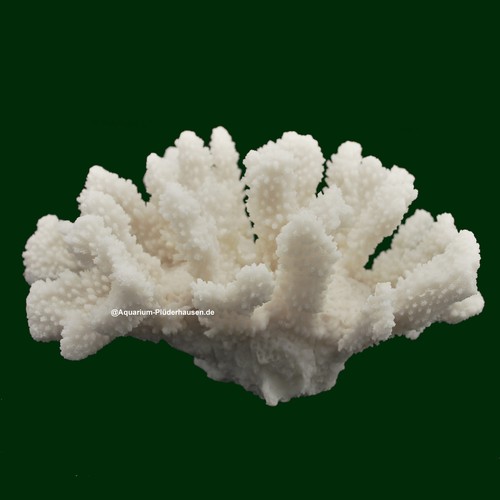 Steinkoralle 21x15x11 cm - 21x15x11,