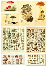 Pädagogische Vintage A3 A4 Pilzkarte Biologie Wissenschaft Pilze Kunstdruck Poster
