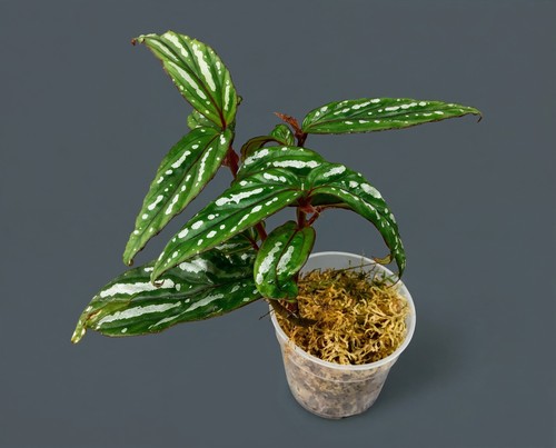 Begonia silver dots - sp.,