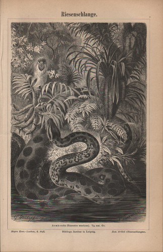 Lithografie 1889