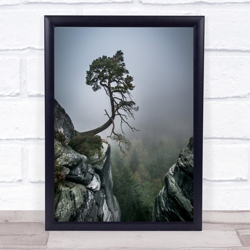 Baum bonsai berghang - baum, hügel
