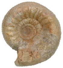 Dogger  Teloceras blagdeni  Seltener großer Ammonit  Region Nanteuil  KE22-8