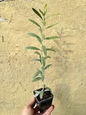 Olivenbaum (Leccino) bis -20°C frostverträglich