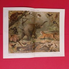 Orig.(1910) Chromolithographie  Orientalische Fauna  