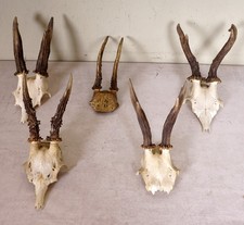 5 Rehgeweihe  zum Basteln und