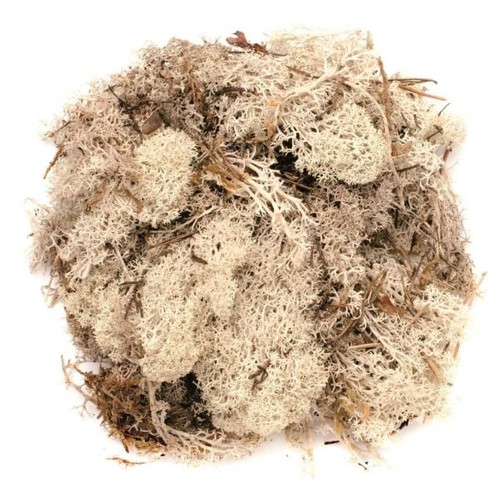 Glorex islandmoos natur - glorex, 50