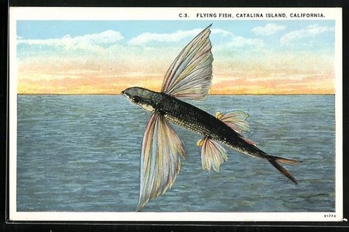 Catalina island flying fish - catalina,