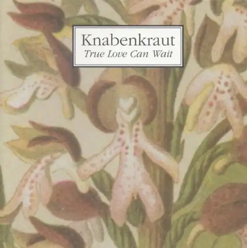 Knabenkraut true love - true, can