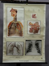 Schulwandkarte vintage Poster Atmungsorgane Lunge Wartezimmer Anatomie Medizin