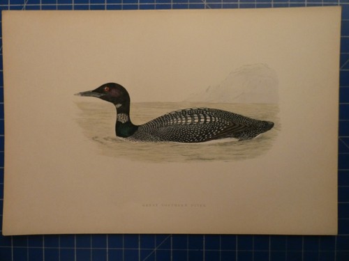 Great northern diver - great,