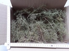 Seemoos/ Meerschaum für