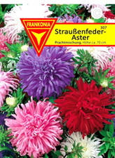 Straußenfeder-Aster - bunte Prachtmischung mit großen Blüten Astern Blumen Samen