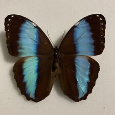 Entomologie*Morpho patrocles*Peru