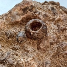 Eifel Fossilien Crinoide, Seelilie, Devon Mitteldevon, 