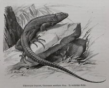 Schwarzleguan  Ctenosaura