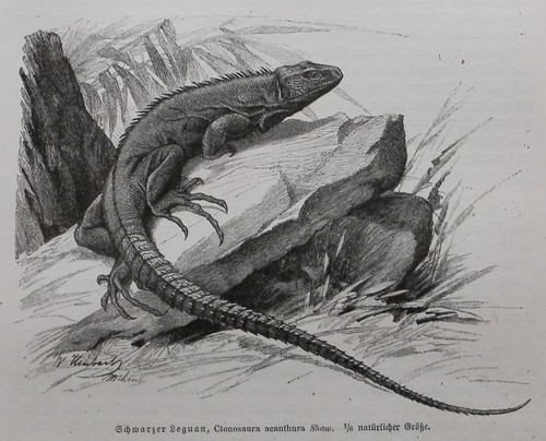 Schwarzleguan ctenosaura - schwarzleguan,