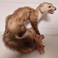 %%% Ausgestopfter Steinmarder