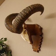 Mufflon (Ovis gmelini musimon)