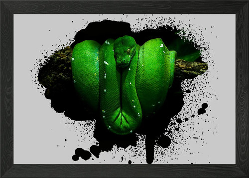 Green tree python owner - tree,