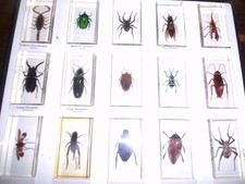 Mini Biester Sammlung von