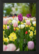 Bunte Tulpe Garten Blumen