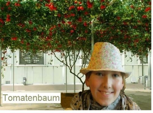 Tomatenbaum pflanzen für - tomatenbaum,
