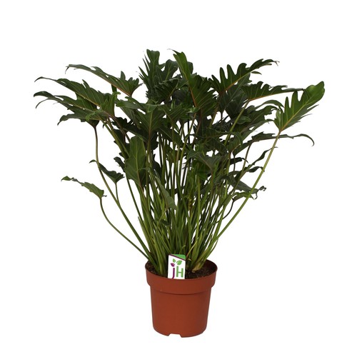 Exotenherz philodendron - exotenherz,