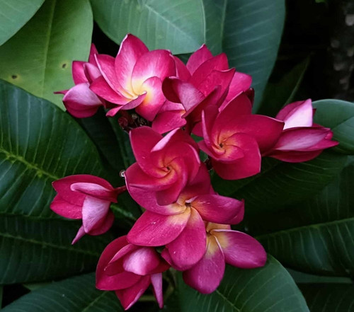 Frangipani plumeria ngam - -,