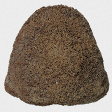 Fossil Mammut Lendenwirbel M