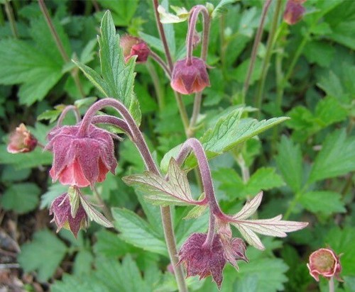 Bachnelkenwurz bienenweide - bachnelkenwurz,,