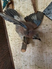 Eichelhäher , ausgestopftes Tier, Vogel, Tierpräparat, Präparat, Wildtier