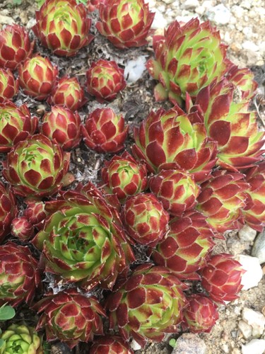 Hauswurz sempervivum cancer - hauswurz,