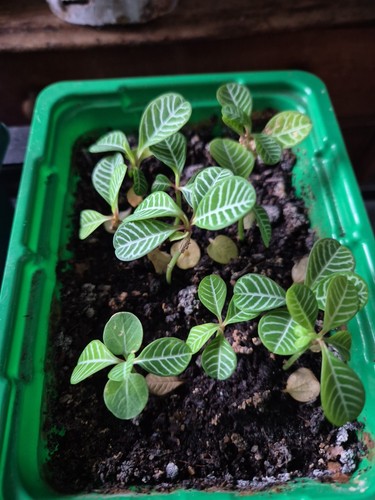 Ableger der spuckpalme - ableger,
