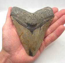 Großer Megalodon Haizahn
