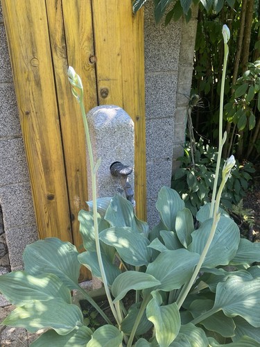 Hosta krossa regal 1 - krossa,